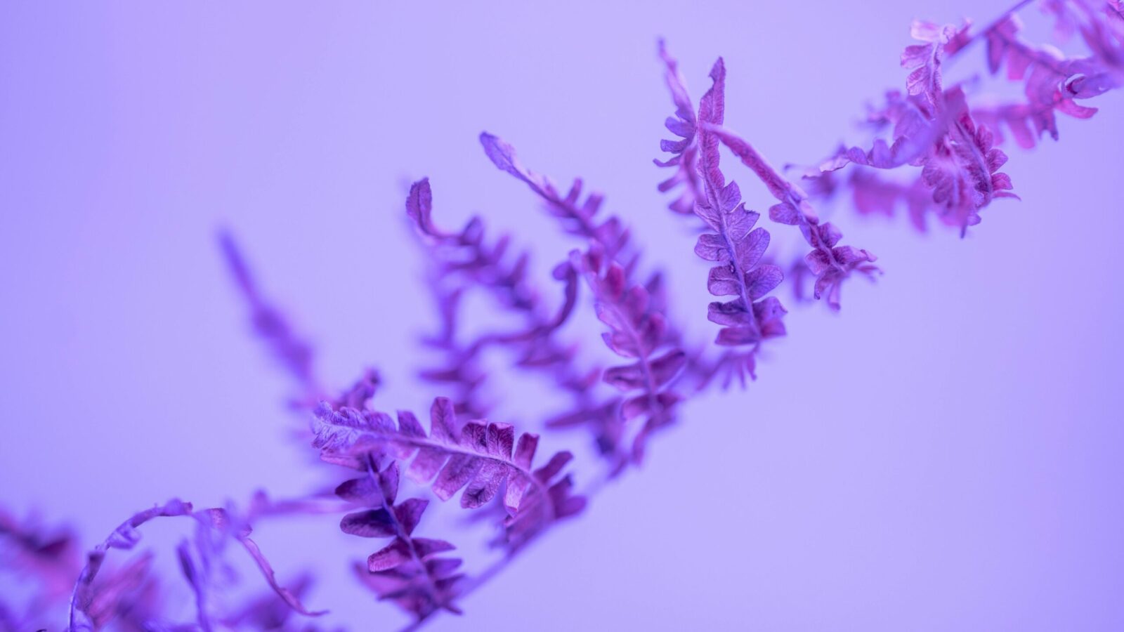 Artistic close-up of delicate purple fern leaves, creating a dreamy and magical atmosphere.
