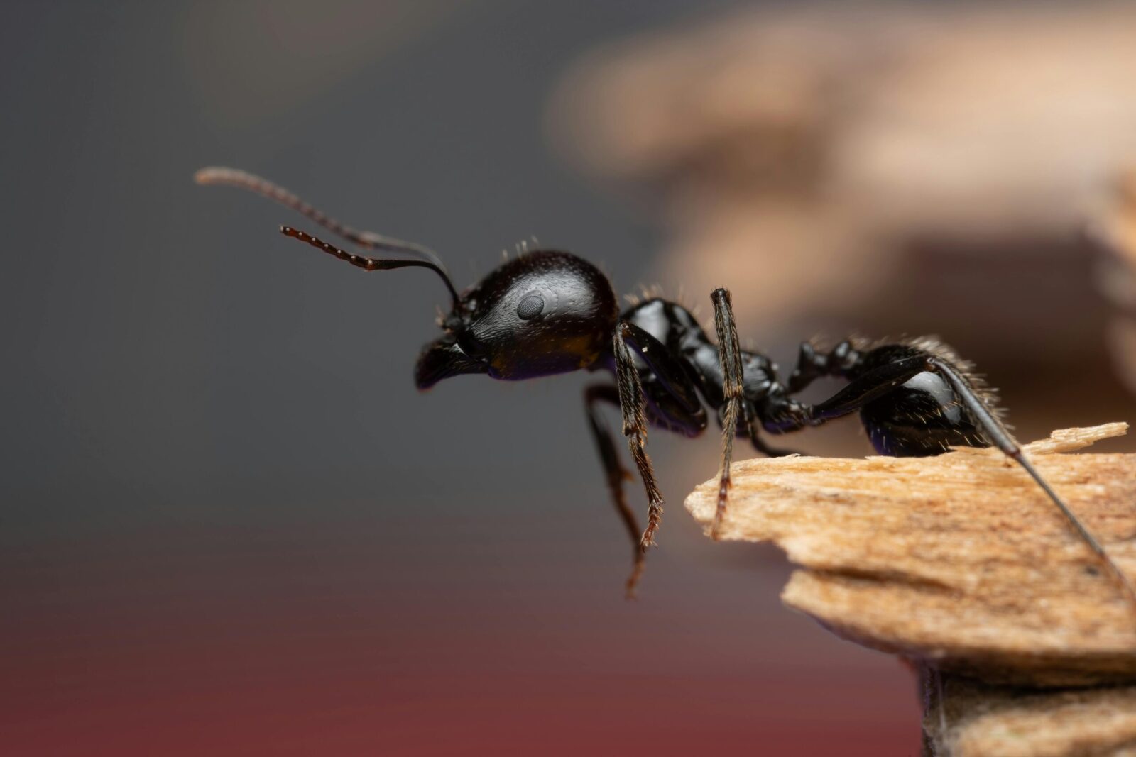 Detailed macro shot of a carpenter ant on wood, showcasing its intricate features.