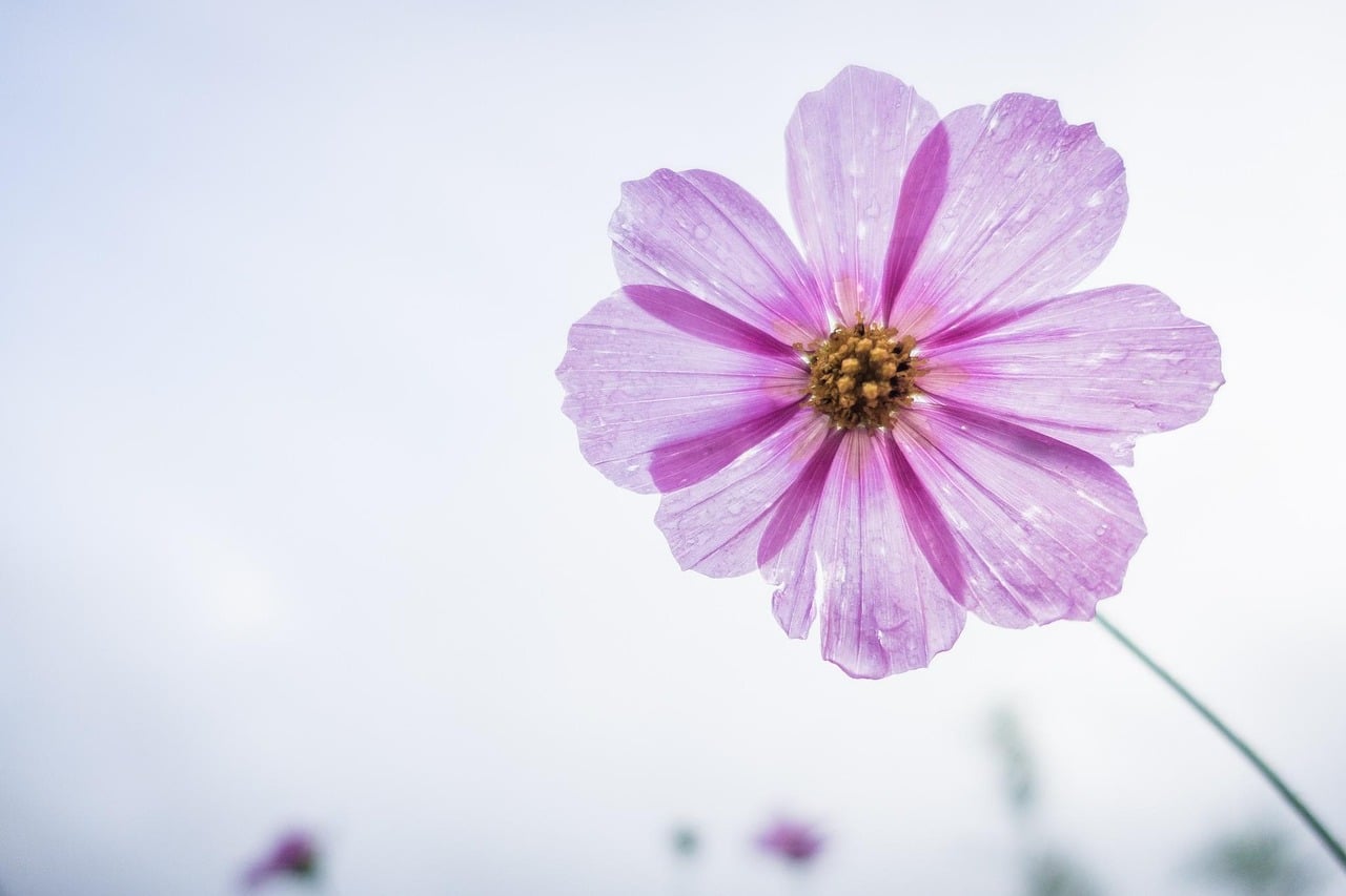 cosmos flower, purple, flower, petals, bloom, blossom, flora, flower background, nature, flower wallpaper, plant, single flower, beautiful flowers, flowering plant, close up
