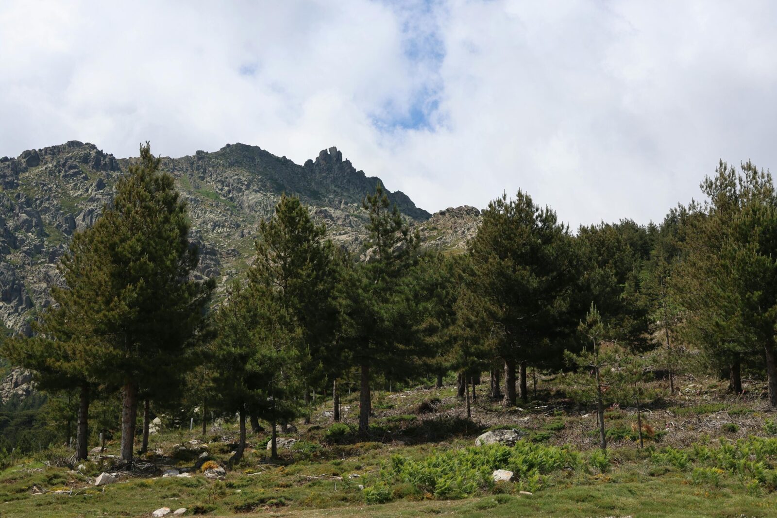 A lush forest with pine trees against a rocky mountain backdrop under a cloudy sky.