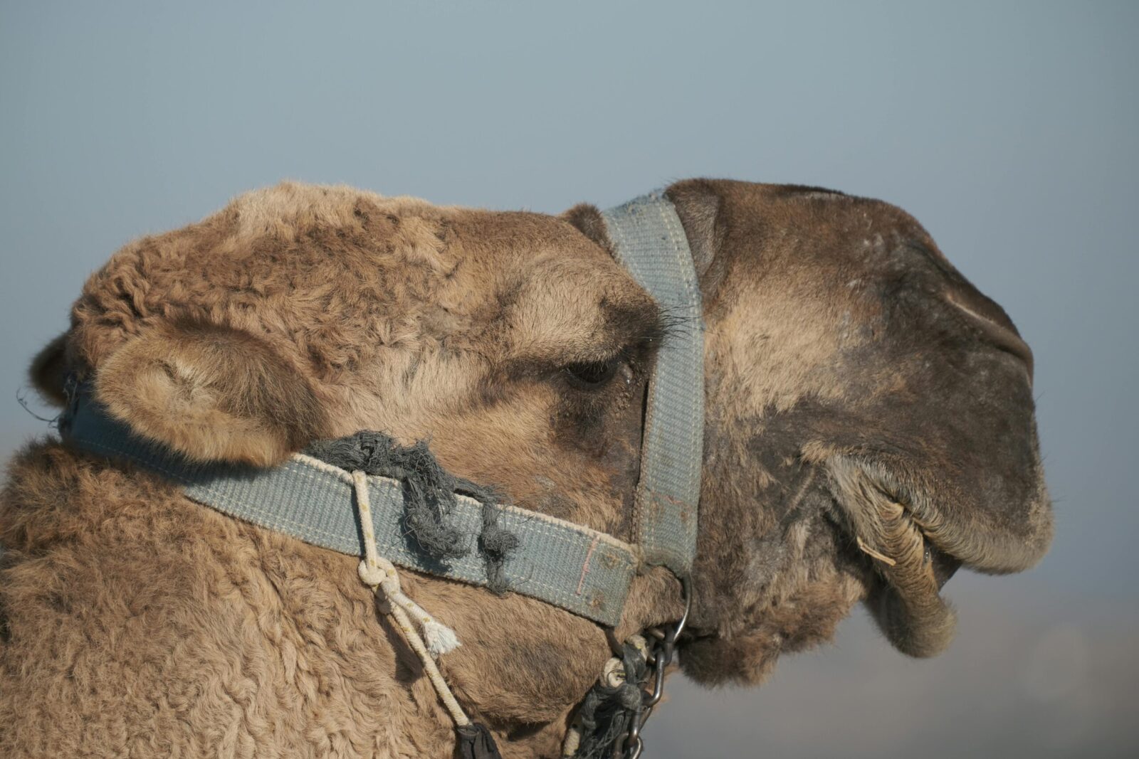 Detailed close-up of a dromedary camel's head with a focus on its textured fur and bridle.