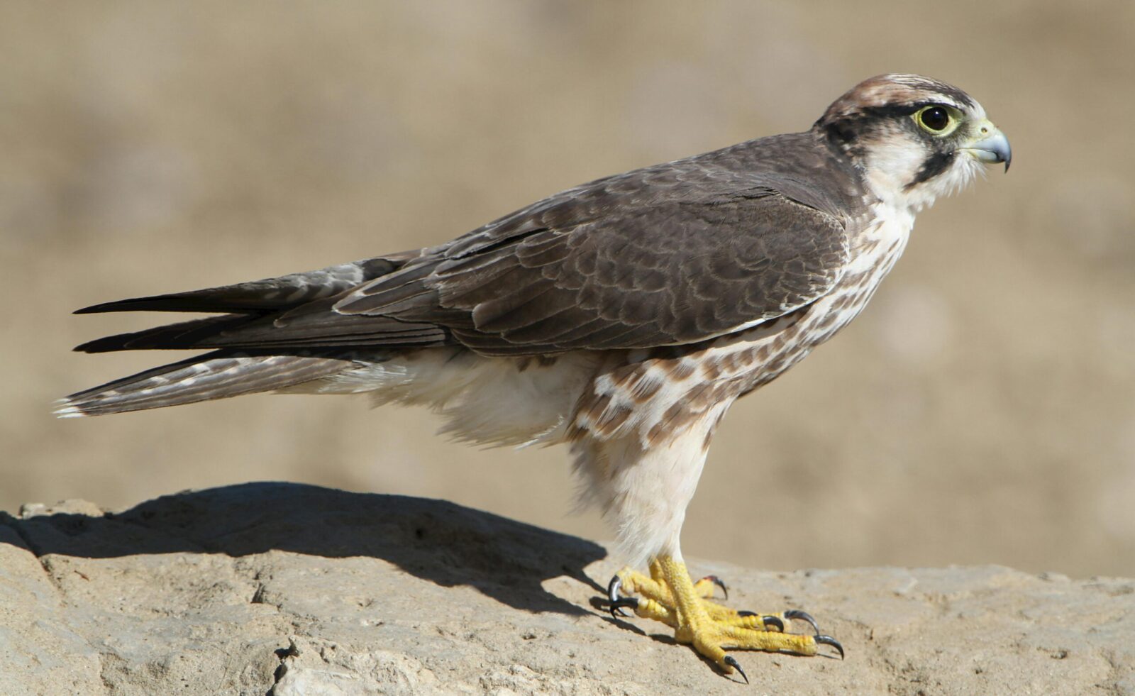 Close-up of a Lanner Falcon (Falco biarmicus) perched on a rock.