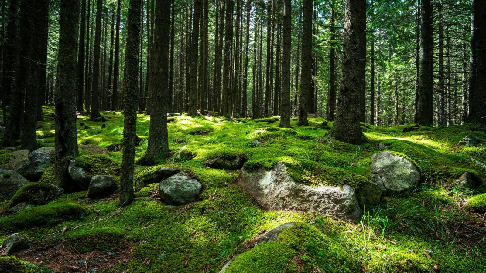 Discover a tranquil forest scene with moss-covered ground and sunlight filtering through tall pine trees.