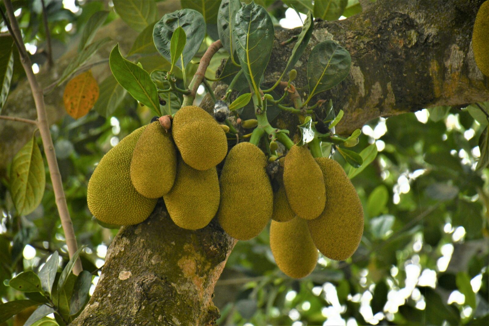 Ripe jackfruits hanging from a tree branch in Bangladesh, showcasing tropical abundance.