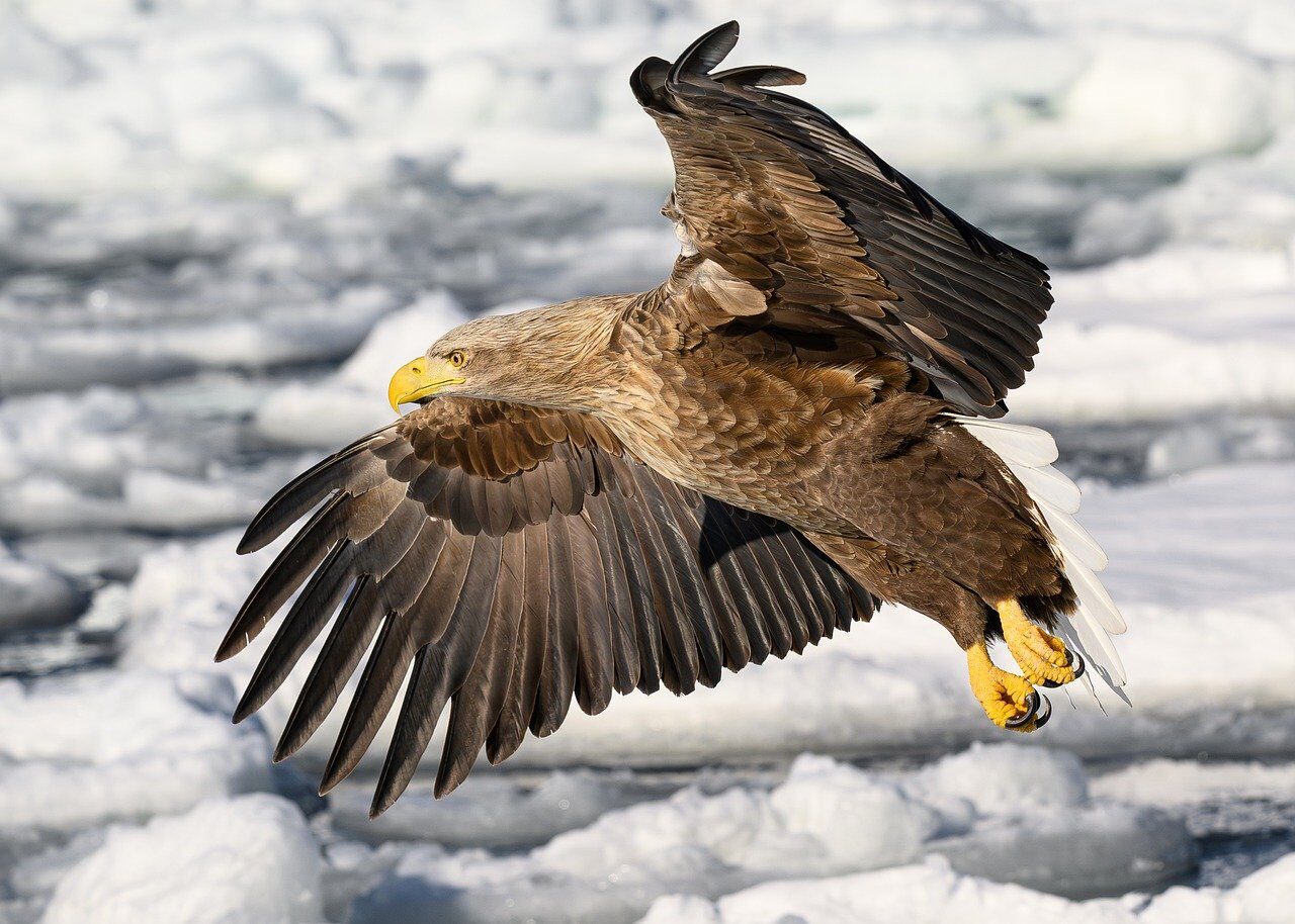 sea eagle, raptor, nature, japan, snow, winter, feathers, hokkaido, drift ice, flight, rausu, bird of prey, wings, falconry, beak, ice, haliaeetus albicilla, predator, bird, flying
