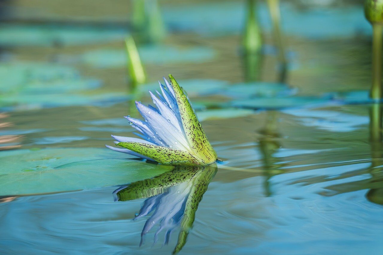 water lily, blossom, water, reflection, close-up, flora, leaf, pond plant, lotus, aquatic plant, blue, green, nature, water droplets, smooth water surface, natural aesthetics, zen, calm, aesthetic, shallow