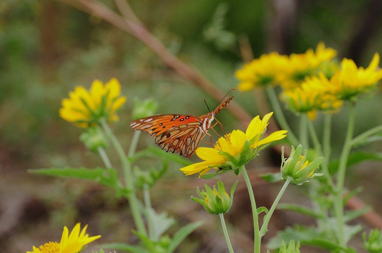 butterfly, flower, nature, summer, wings, yellow, insect, garden, macro, colorful, winged insect, meadow, striking, natural life, vibrant, yellow daisy, bouquet, farming, essential