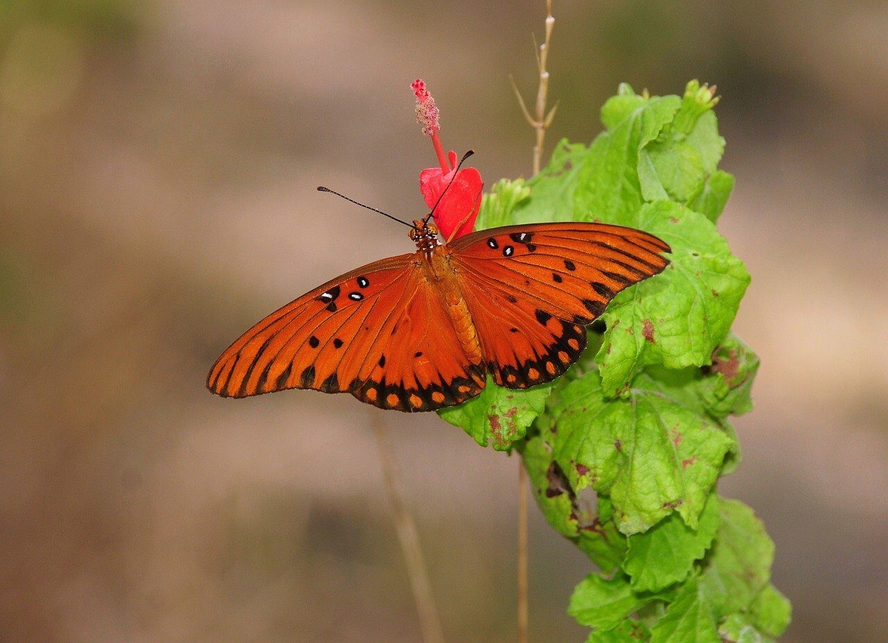 butterfly, nature, insect, wing, pollinate, red flower, leaves, nectar, vibrant color, habitat, close-up, stem, life cycle, beauty, harmony, yellow, pattern, flyer, ecosystem