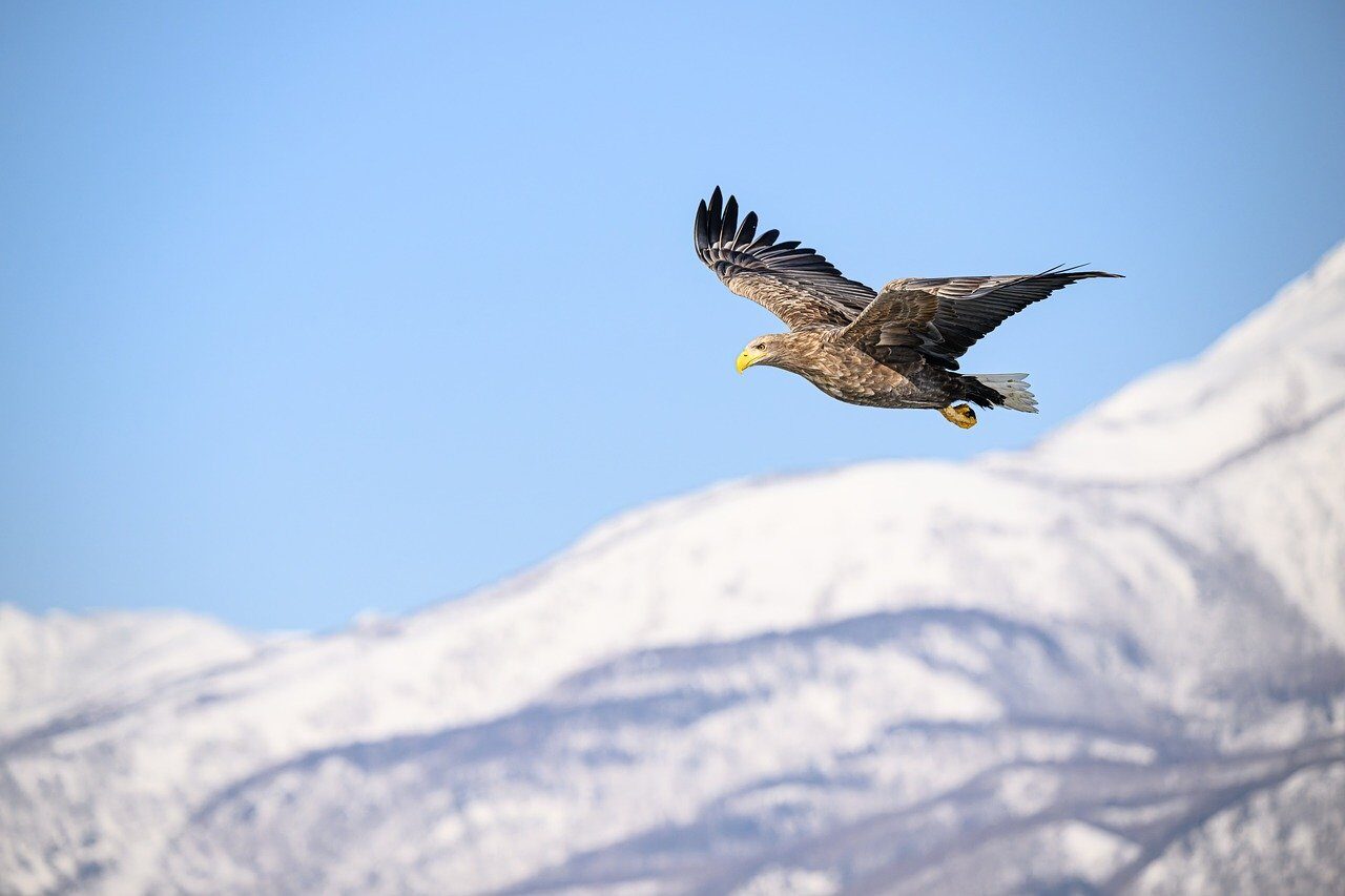 white-tailed eagle, sea eagle, bird of prey, rausu, hokkaido, japan, nature, snow, winter, mountains, wild, wildlife, flying, flight, feathers, wings, haliaeetus albicilla, raptor, predator, eagle, bird