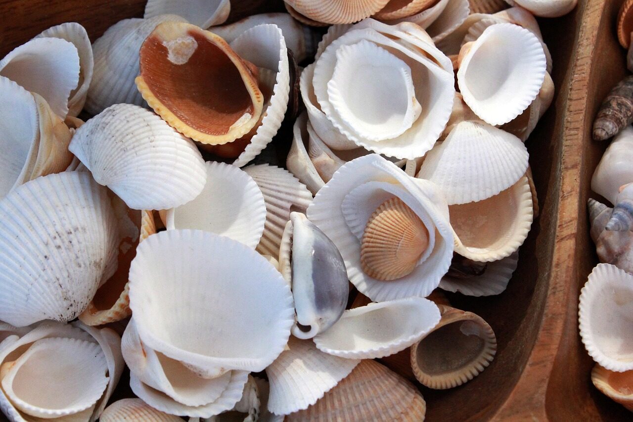 shell, shells, seashell, ocean, nature, sea shell, sea shells, coast, travel, summer, beach, white, sea, va, vacation, tropical, island, shore, shells, ocean, nature, nature, nature, nature, nature, sea shells, summer, sea