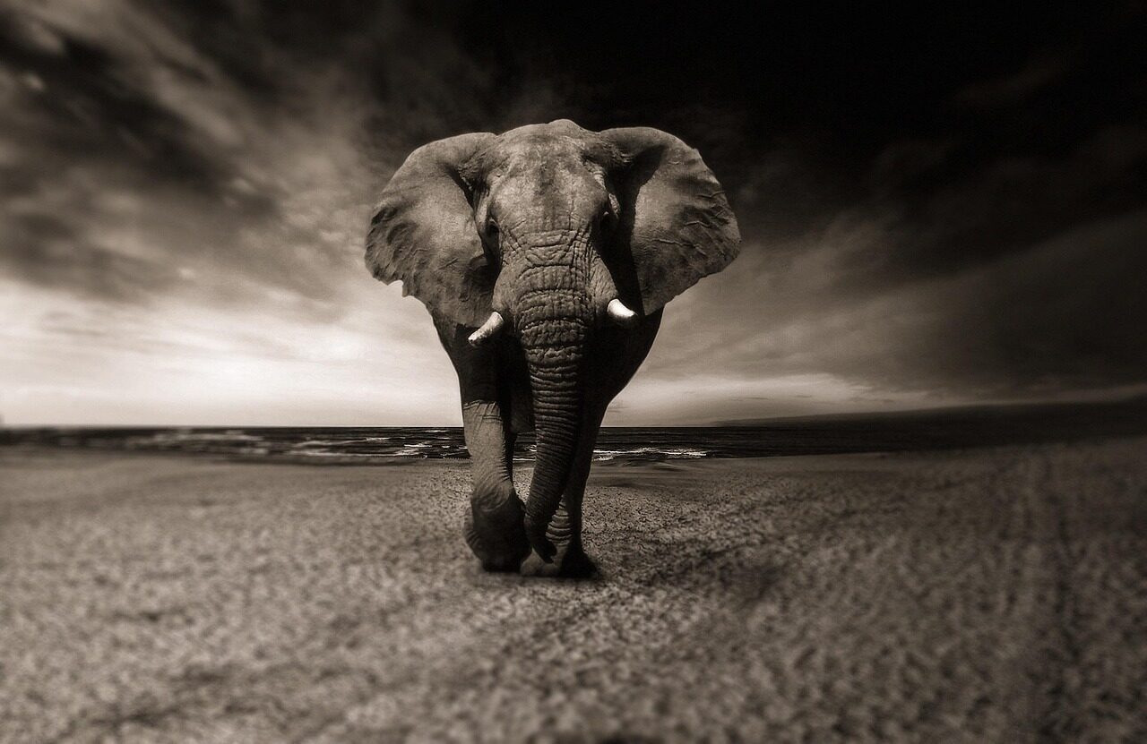 elephant, black-and-white, animal, nature, africa, safari, wild animal, creature, pachyderm, animal portrait