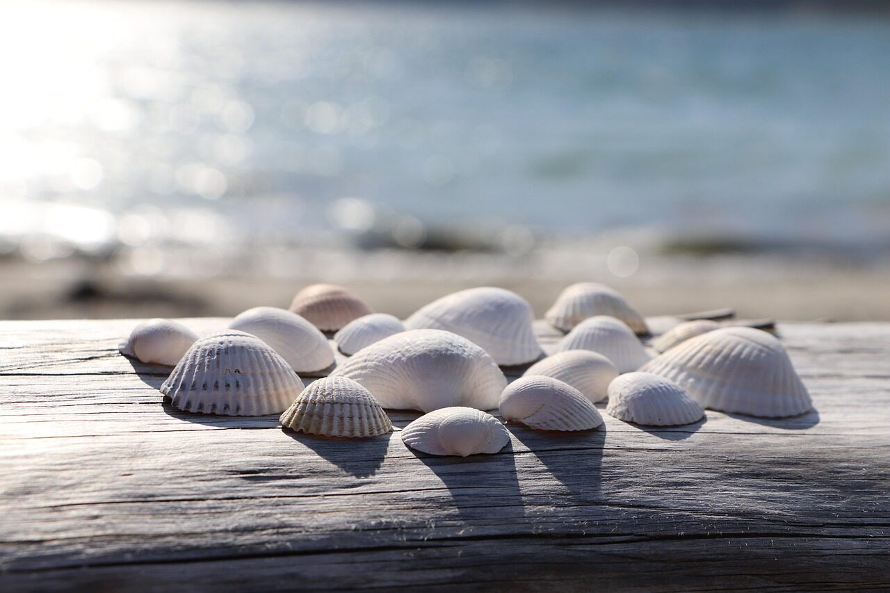 shells, nature, beach, seashells, marine, outdoors, summer, sea, ocean, sand, shore, tropical, travel