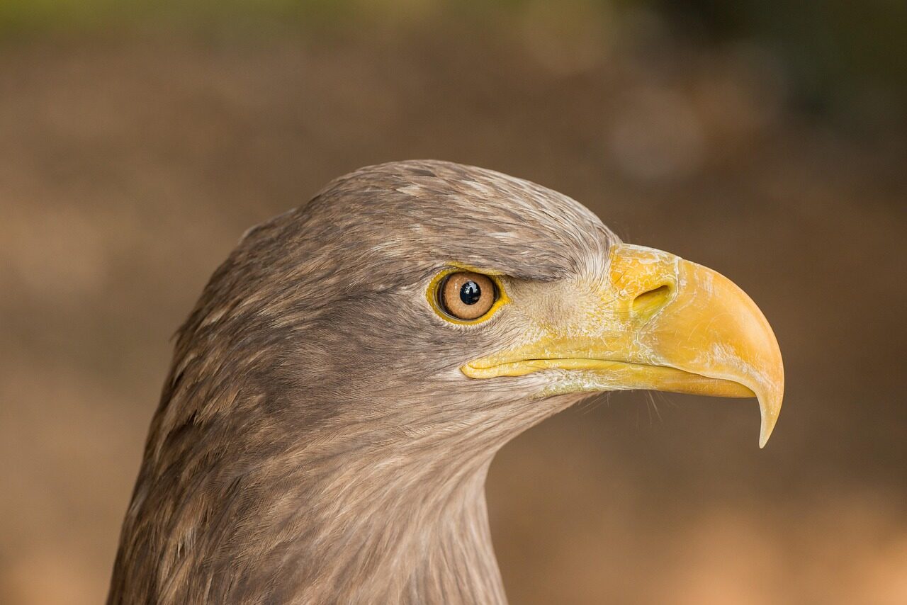 eagle, portrait, beak, eye, bird, detail, nature, feather, head, predator