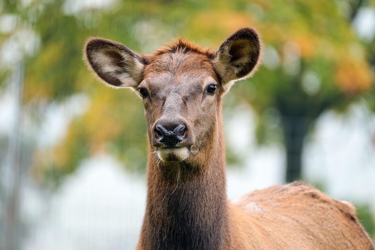 wapiti, nature, deer, head, female deer, mammal, wildlife, animal, portrait, moose, female wapiti