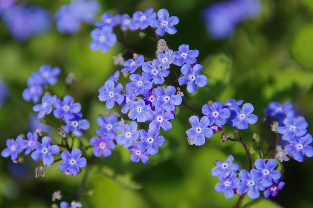 flowers, flower wallpaper, siberian bugloss, meadow, blue flowers, flower background, great forget-me-not, largeleaf brunnera, heartleaf, brunnera macrophylla, bloom, blossom, flowering plant, plant, flora, beautiful flowers, nature, closeup