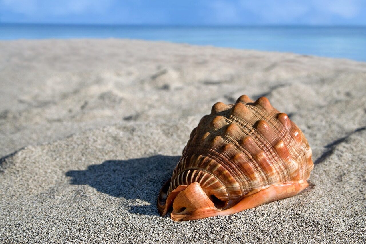 sea shell, giant conch, cypraeacassis rufa, clam, gastropod, beach, sand, nature, sea shell, beach, beach, beach, beach, beach, sand
