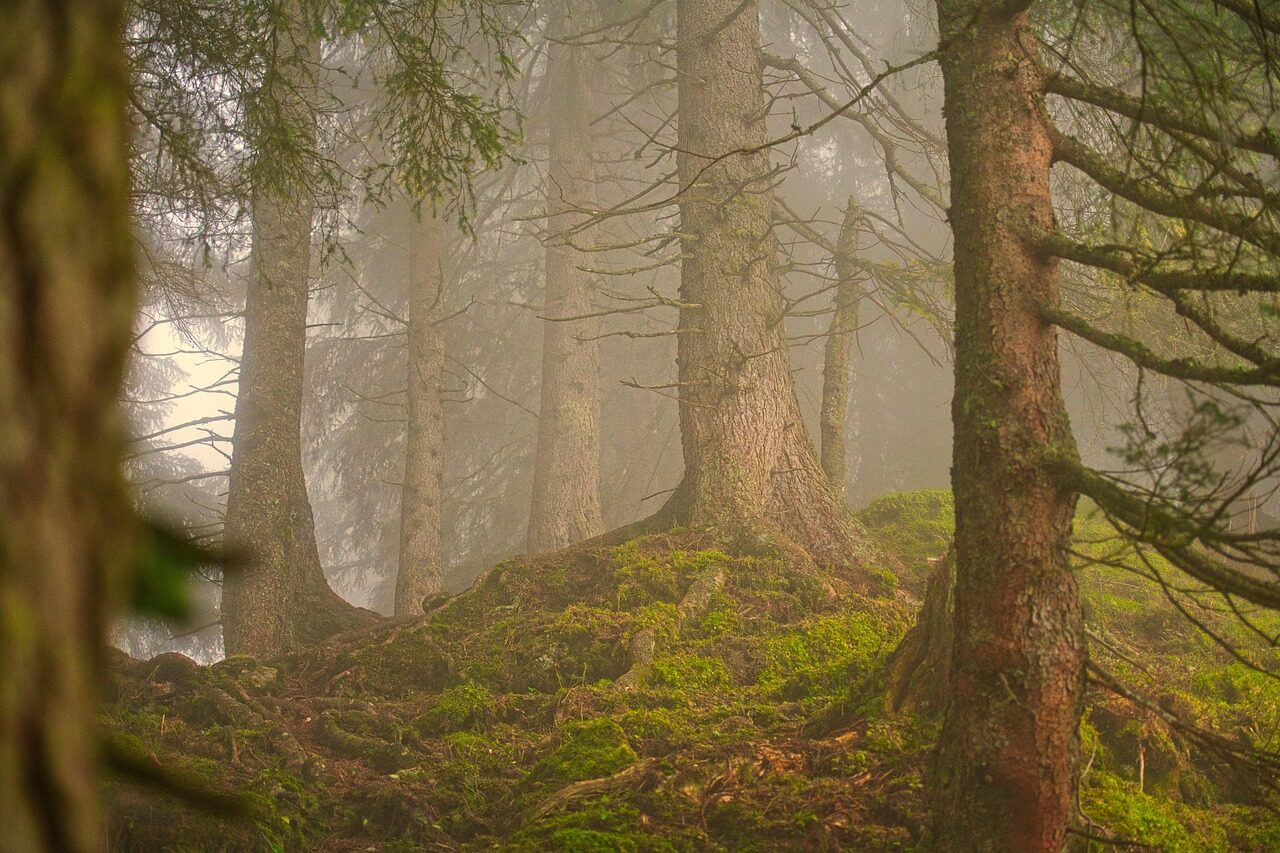 forest, fog, coniferous forest, landscape, nature, trees, woods, forest, forest, forest, forest, forest