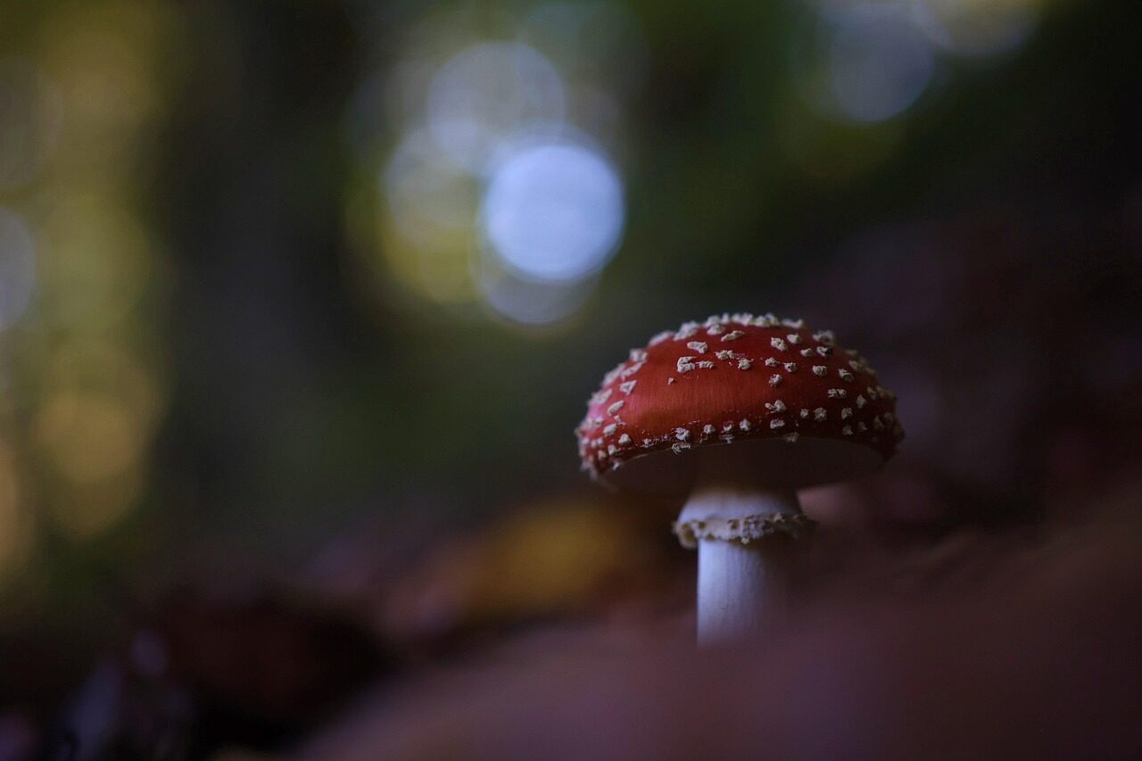 toadstool, mushroom, nature, fall, forest, forest mushroom