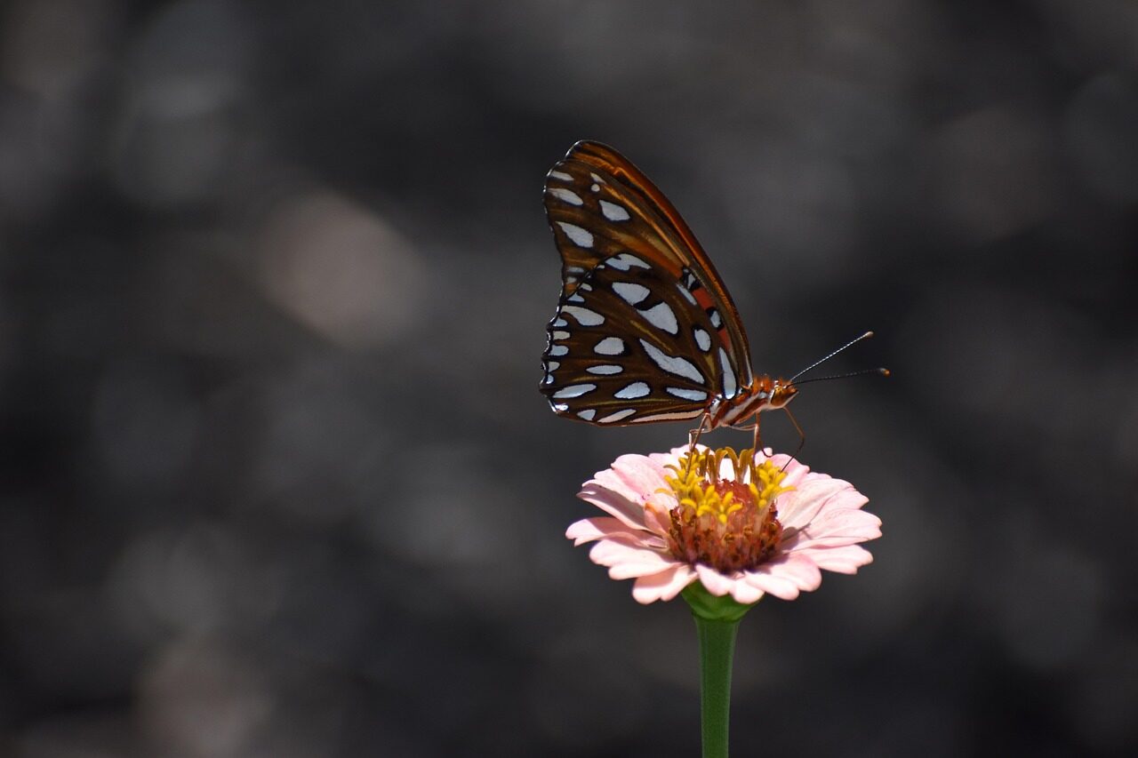 nature, flower background, flower, beautiful flowers, viceroy, pink, flower wallpaper, butterfly