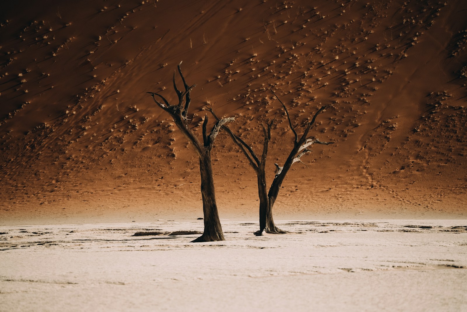 Two dead trees stand in a dry, sandy desert.