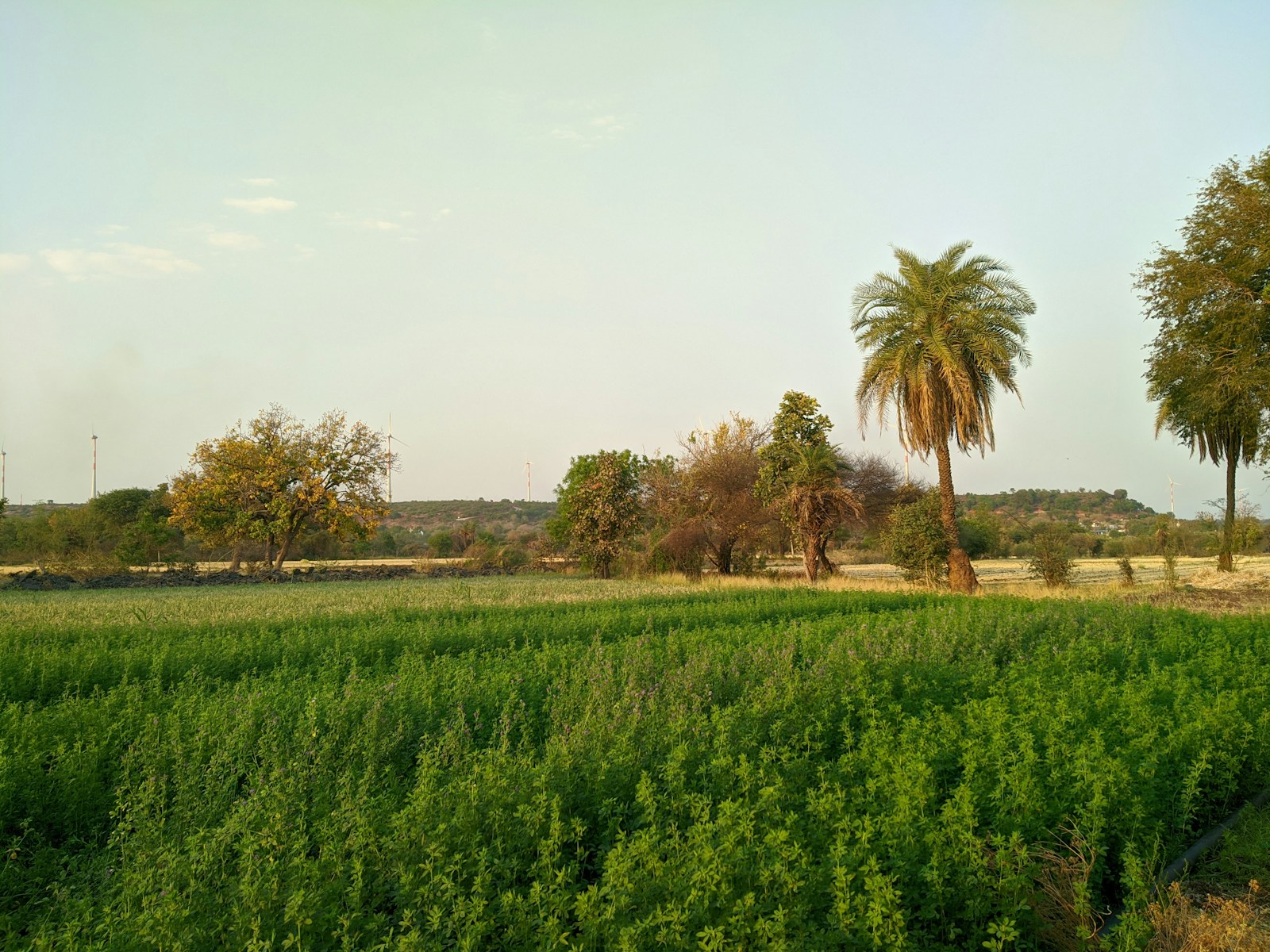 green grass field near green palm trees during daytime